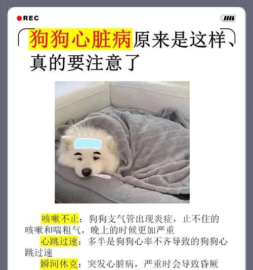 狗狗常见病一览（从幼犬到老年犬，重要疾病你不能忽视）