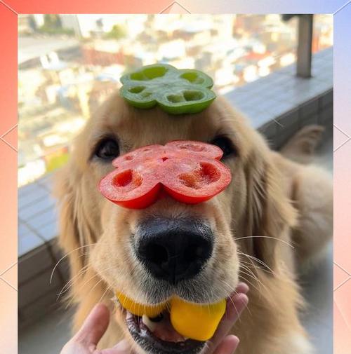 金毛犬的健康蔬菜饮食指南（提供丰富营养，让金毛犬保持健康的10种蔬菜）