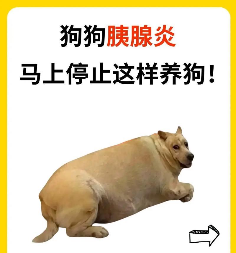 自救之道（保护自己迎战犬牙利剑）