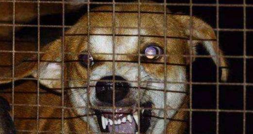狂犬病发作的症状揭秘（人类感染狂犬病的主要症状及早期预警）