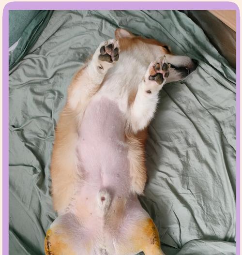 柯基犬的优缺点及毛发掉落情况（了解柯基犬的特点和护理需求，选择适合的宠物伴侣）
