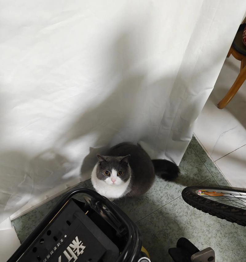 揭秘小猫躲藏的时间究竟有多久（探寻小猫躲藏行为的关键因素与时间间隔）