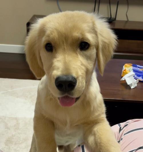 四个月大金毛犬的特征与发展（了解你的金毛宝宝的成长轨迹与特点）