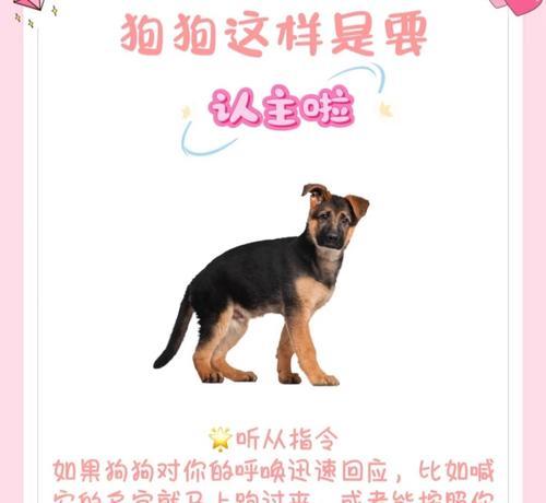 狗狗认主的七个表现，揭秘它只认一个主人的秘密（了解你和狗狗之间的独特纽带，探索宠物忠诚的奥秘）