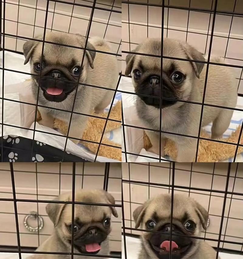 巴哥犬的脾气和如何判断其体重（了解巴哥犬的性格特点和正确的体重评估方法）