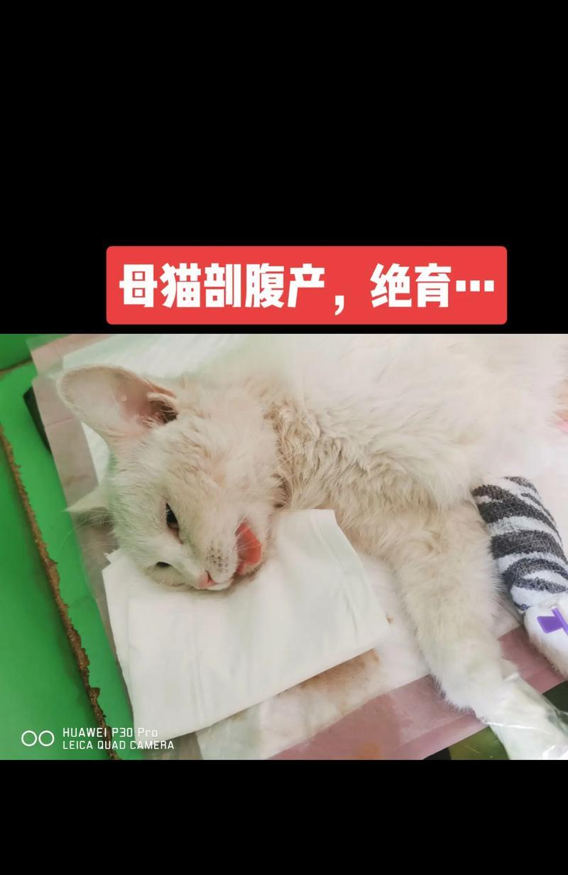 猫生产完多久可以绝育的适宜时机（探讨猫生产完毕后绝育的最佳时机，）