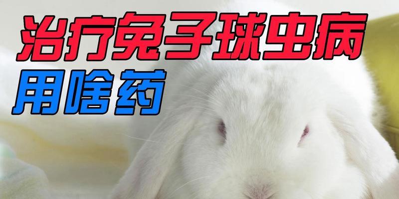 兔子购买后多久可以使用球虫药物？（兔子健康管理的关键——球虫药物使用时机）