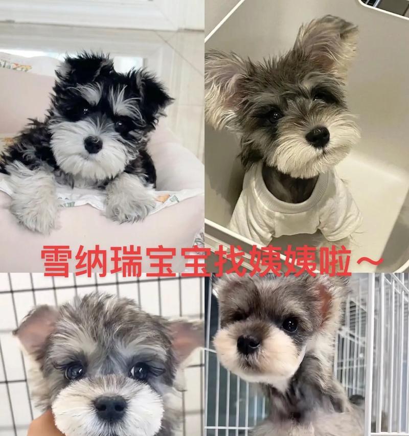 菠萝鱼的繁殖周期及繁殖特点（一窝菠萝鱼繁殖周期的观察与分析）