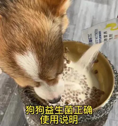 狗狗的健康之道（了解宠物益生菌，呵护狗狗的肠道健康）