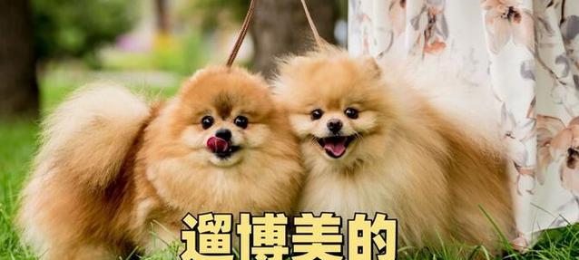 博美犬每次散步需时多久？（探索博美犬散步时间的科学依据）