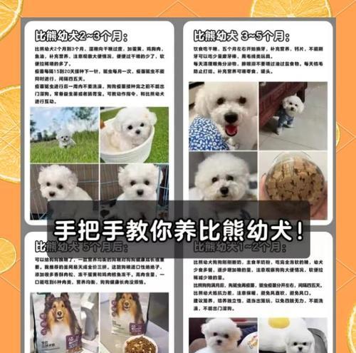 比熊美容（宠物犬的理想美容频率与关键因素探讨）