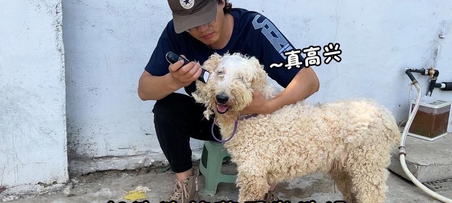 贵宾犬洗澡指南（掌握合理的洗澡频率，让你的贵宾犬保持清洁和健康）