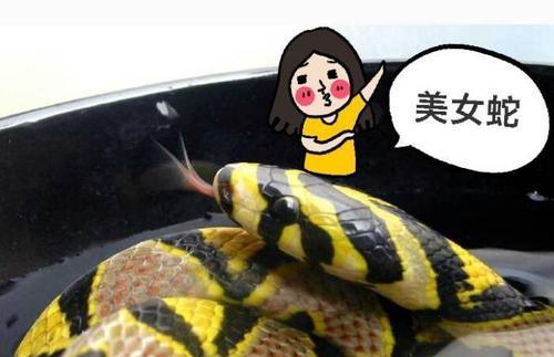 神秘的美女蛇——探秘其毒性与特征（解密美女蛇的身份和它是否具有毒性）