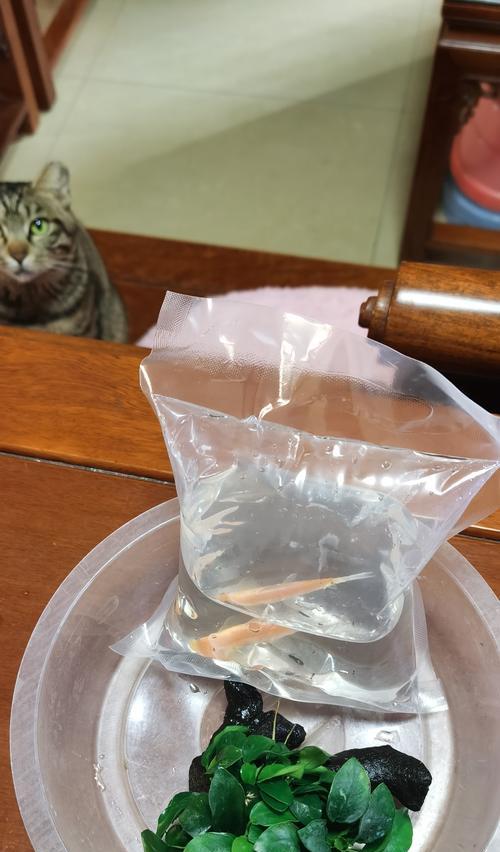 清道夫鱼的食物来源及其对水质的影响
