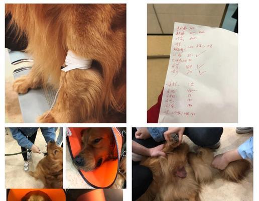 金毛公犬绝育手术的恢复时间及注意事项（金毛绝育手术后的恢复过程和护理要点）
