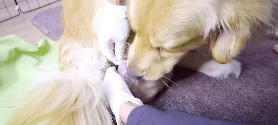 狗狗生产后多久可以活动起来？（探索狗狗生产后的复原过程及关键因素）