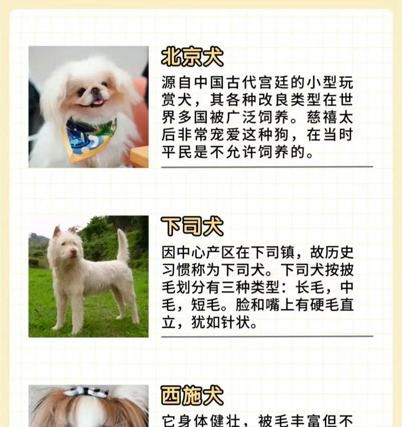 未被NGKC认证的犬种大揭秘（探索世界上未经认证的狗狗品种，你可能不知道的秘密）