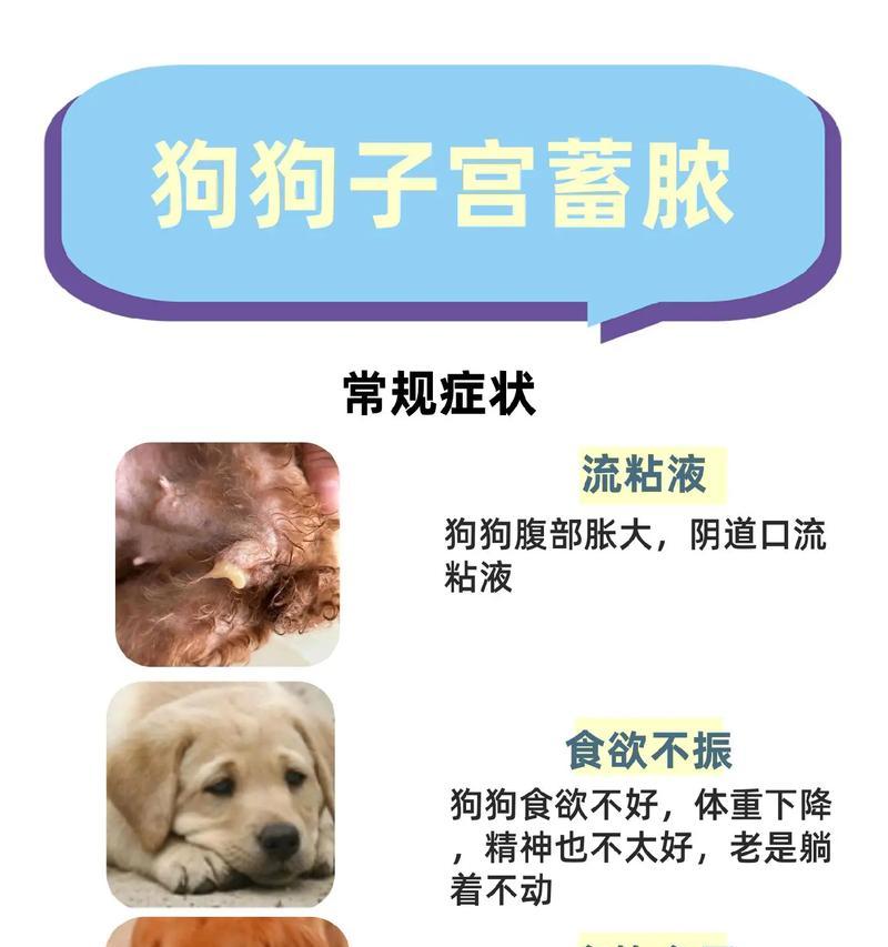 母狗反群最适合交配的时间（深入了解母狗反群期及最佳交配时间）
