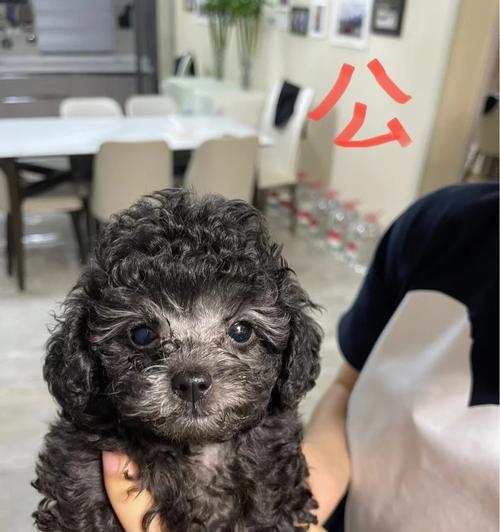 泰迪一周岁后多久打针？（了解泰迪宝宝的疫苗接种时间表与注意事项）