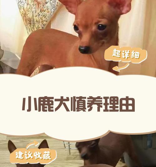 小鹿犬的价格与养殖费用分析（了解小鹿犬价格，合理规划养殖预算）
