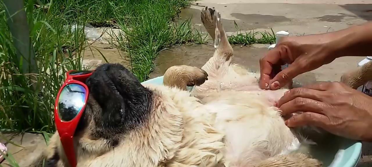 八哥犬洗澡频率揭秘（探究八哥犬洗澡时间间隔与保持健康的关系）
