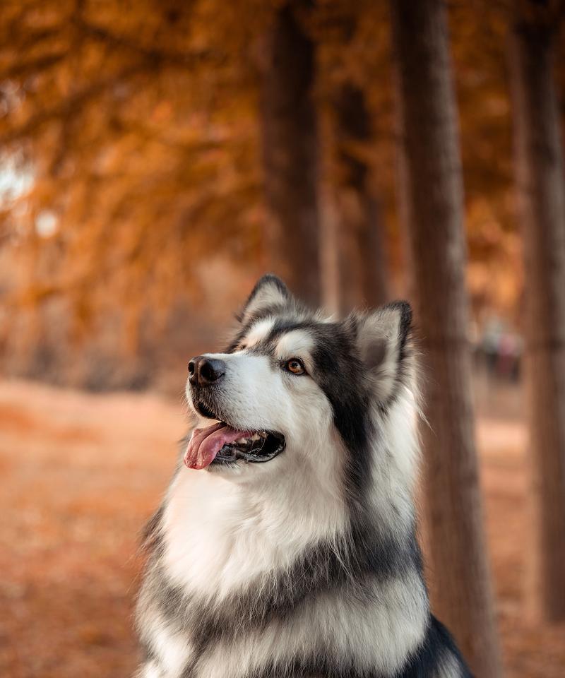 新手必看！六种容易打理的犬种推荐（狗狗小白养成计划，从这六种犬种开始！）