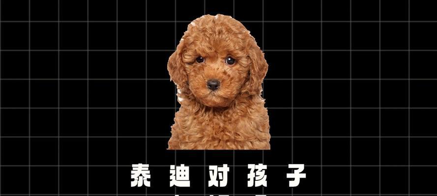 泰迪狗怀孕期要走多久？（了解泰迪狗怀孕期的运动需求）