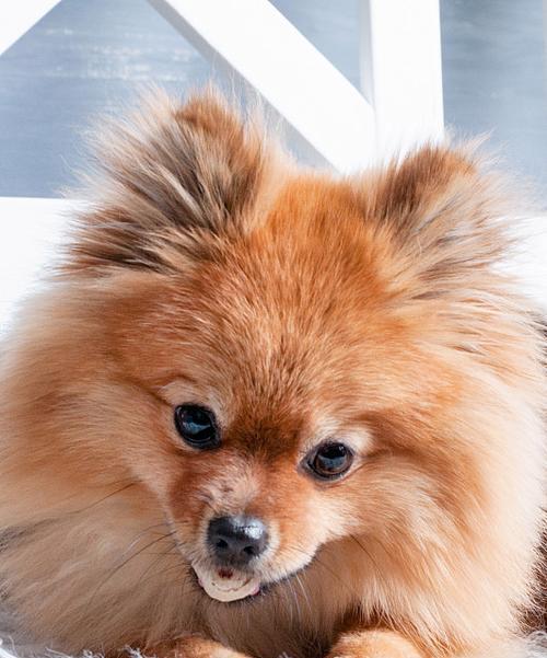白色博美犬的食物选择（了解白色博美犬的饮食需求，为它提供健康的食物）