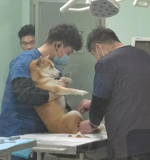 狗狗刨妇产后多久拆线？（了解拆线时间，帮助狗狗恢复健康）
