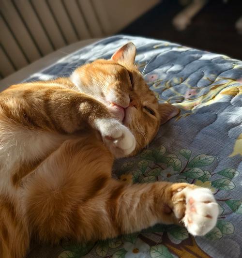 猫咪肛门腺挤压频率的探讨（了解猫咪肛门腺挤压的必要性及最佳频率）