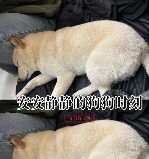 柴犬何时容易变胖？（了解柴犬体重管理的关键）