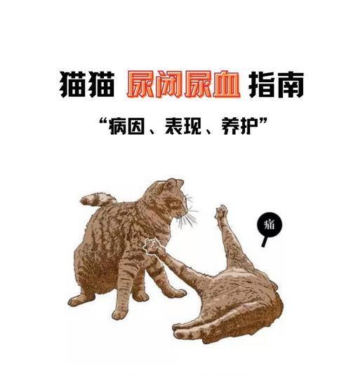 小猫的小便频率（揭开小猫小便的谜底，了解它们的生理规律）