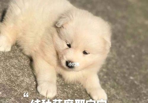 萨摩耶绝育后的恢复期（了解萨摩耶绝育手术后的恢复时间及注意事项）