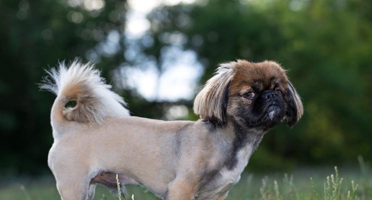 探索斗牛犬的多样性（了解斗牛犬种类及其特点）