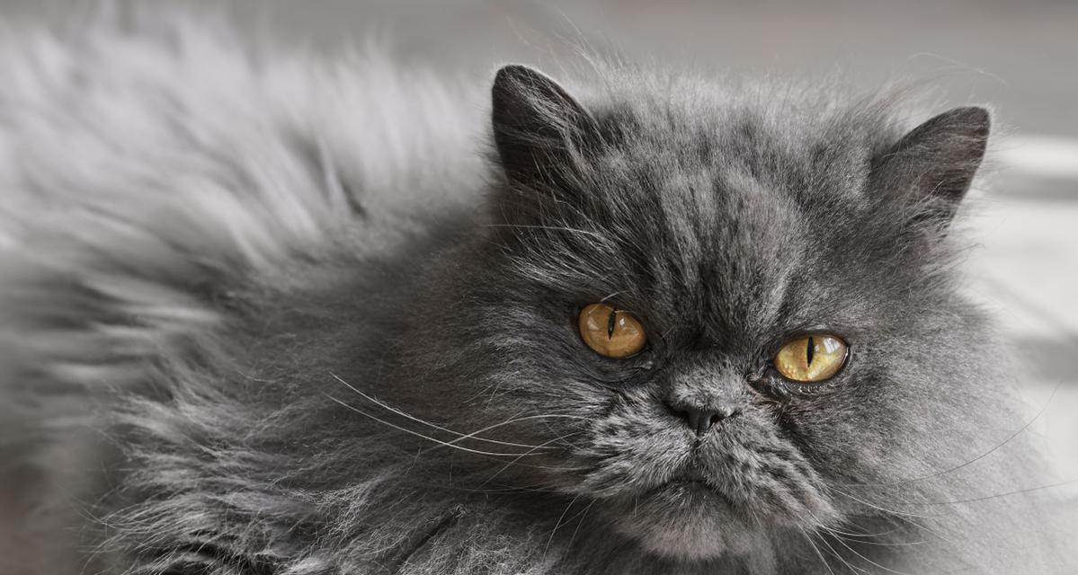 波斯猫的魅力与挑战（探寻波斯猫养殖困境的原因及解决方案）