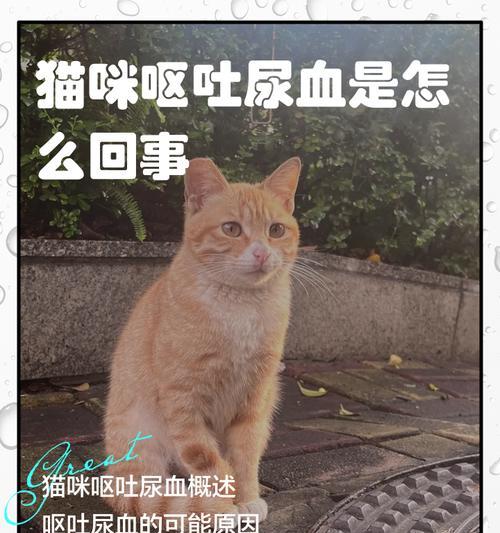 宠物托运知识（从呕吐的原因到正确处理，帮助你更好地照顾宠物猫咪）