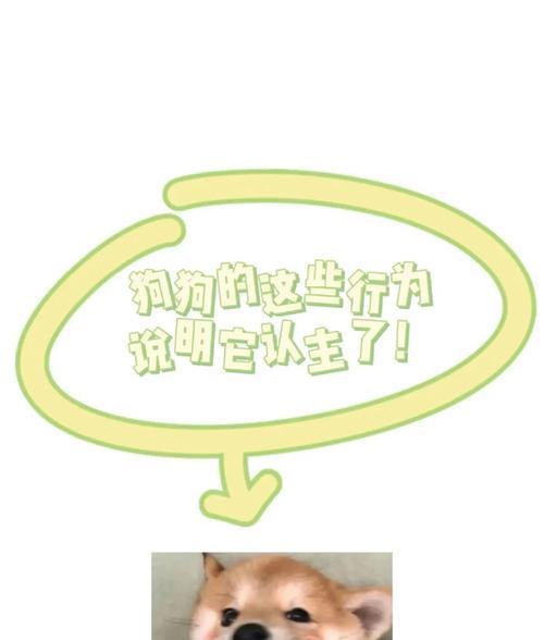 狗狗天天讨吃，主人喂食不足的迹象！（宠物狗吃饱与否，关键在于主人！）