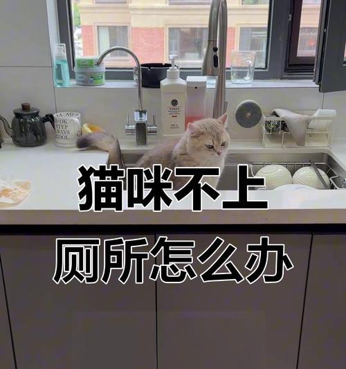 小猫多久会自己厕所（训练小猫成为自理的卫生宝宝）