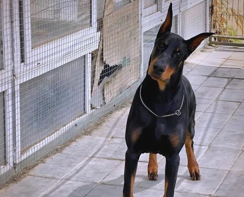 为什么杜宾犬的饲养数量较少？（探究杜宾犬的缺点和人们对其的误解）