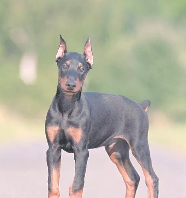 纯种杜宾犬价格揭秘（了解纯种杜宾犬价格的一些小知识）