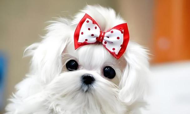 茶杯犬（探究茶杯犬的真实性和寿命长短）