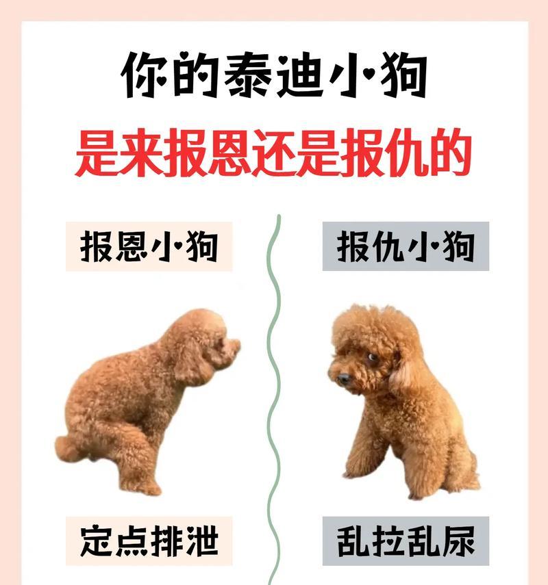 泰迪犬的饮食需要注意什么？（关爱你的泰迪犬，科学饮食是关键）