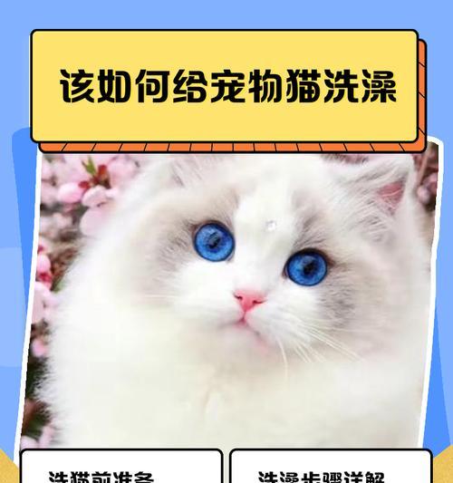 猫生完后多久可以洗澡？（探讨猫咪产后洗澡的最佳时间和注意事项）