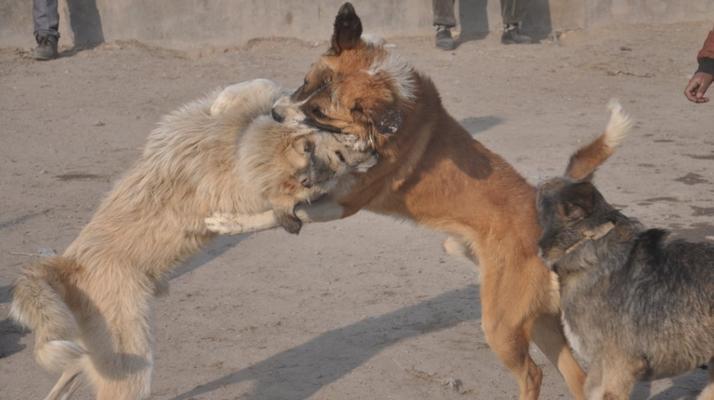 放牧犬（探索放牧犬的工作方式与品种特征，以及它们在农业领域的重要性）
