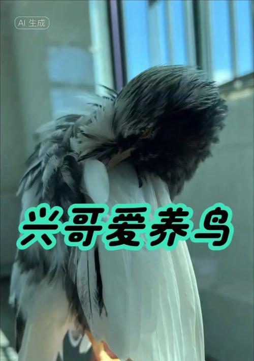 八哥学说话的时间和方法（了解八哥学说话需要多长时间，以及如何训练它们说话能力）