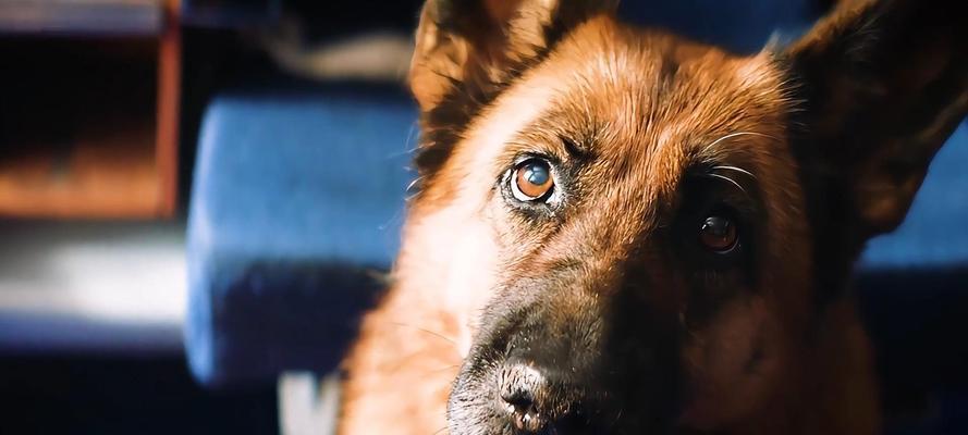 机场犬只检疫时间限制及注意事项（了解机场狗狗停留时间的重要性与规定）