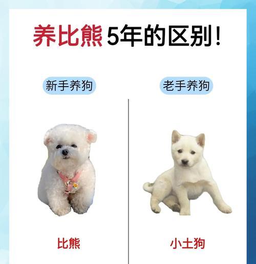 饲养比熊犬的经济成本剖析（了解养狗费用，为比熊犬的成长做好准备）