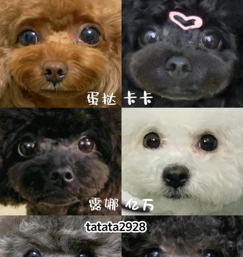 饲养贵宾犬的经验总结（了解贵宾犬特点，科学养护）