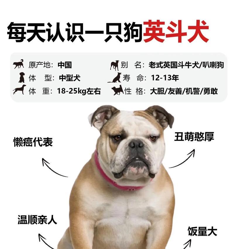 为什么应该选择养公犬？（以养法国斗牛犬为例）