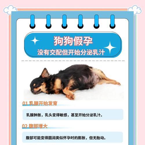 狗狗的假孕症状及原因解析（探究狗狗出现假孕的表现和成因，解决主人的困惑）